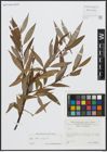 Foto von Salix alba L. x Salix fragilis L.